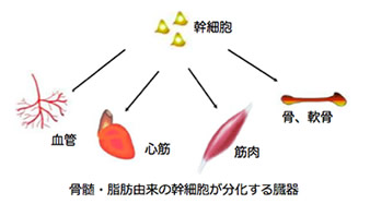幹細胞とは?
