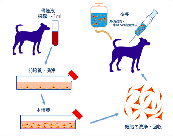 骨髄幹細胞療法(MSC療法)