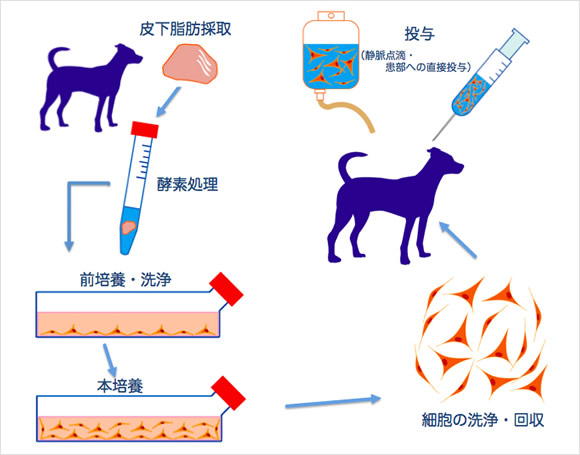脂肪幹細胞療法(ADSC療法)
