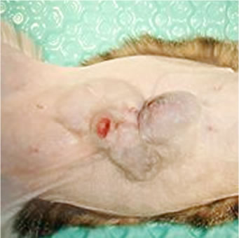 15才日本猫 乳腺腫瘍