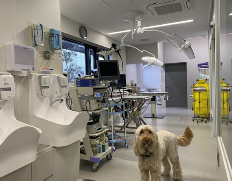 内視鏡検査(手術前室)