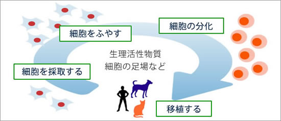 再生医療(細胞治療)