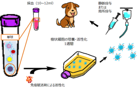 アルファ樹状細胞(αDC)療法