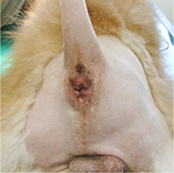 10才 未去勢 ポメラニアン