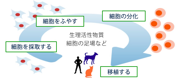 再生医療(細胞治療)