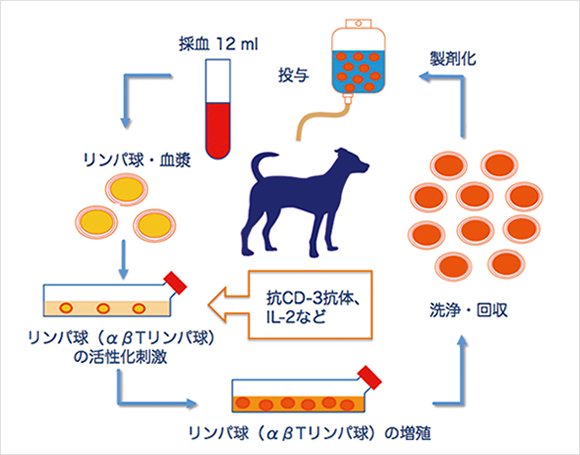 活性化リンパ球(CAT)療法