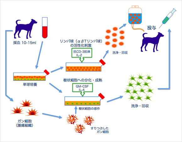 樹状細胞-活性化リンパ球(DC-CAT)療法