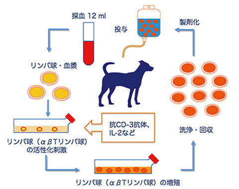 活性化リンパ球（CAT）療法