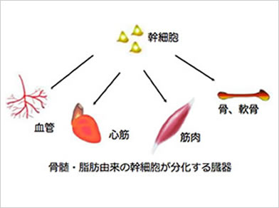 幹細胞とは?