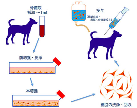 骨髄幹細胞療法（MSC療法）