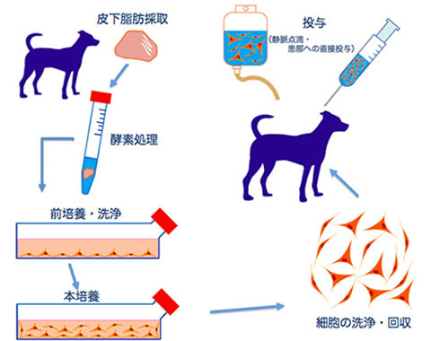 脂肪幹細胞療法（ADSC療法）