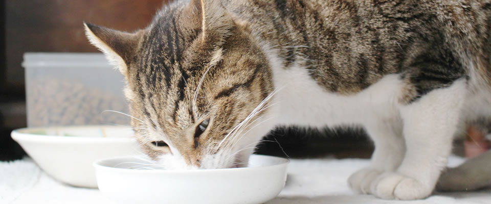 食事管理のすすめ